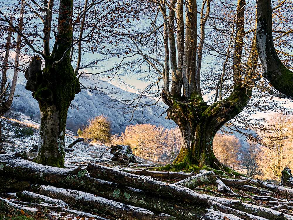 Foto: Bosque Hayedo de Belaustegi, Macizo del Gorbeia, Pais Vasco