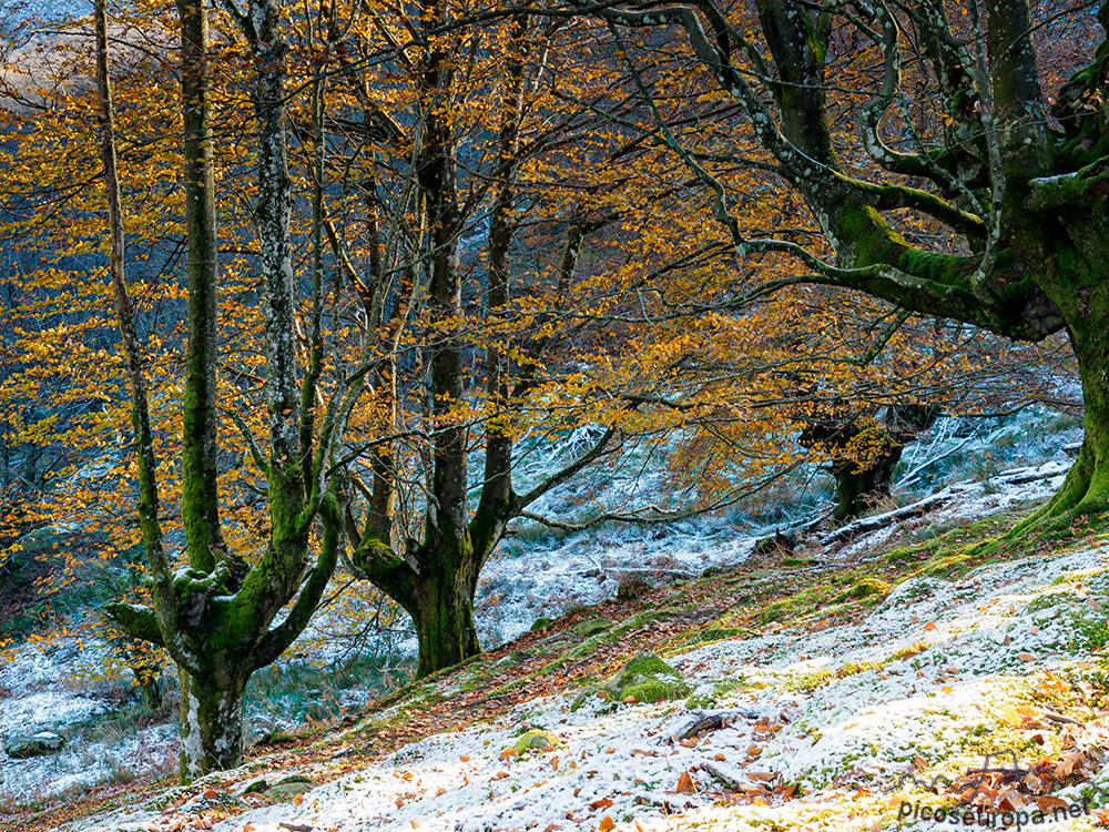 Foto: Bosques del Pais Vasco