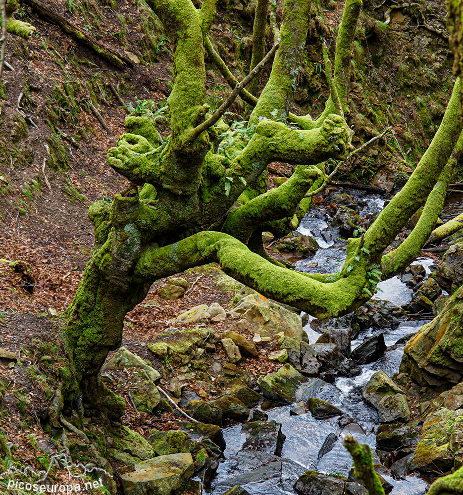 Bosque Belaustegi, Gorbeia, Orozko, Pais Vasco