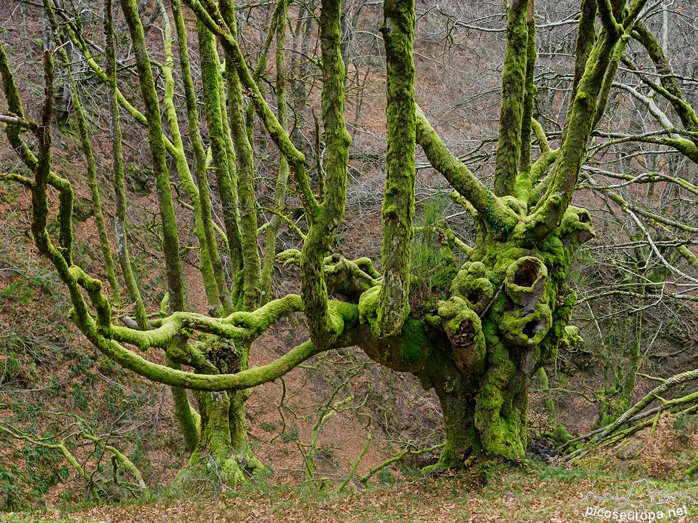 Bosque Belaustegi, Gorbeia, Orozko, Pais Vasco