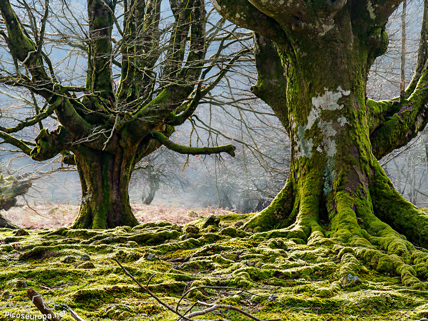 Bosque Belaustegi, Gorbeia, Orozko, Pais Vasco