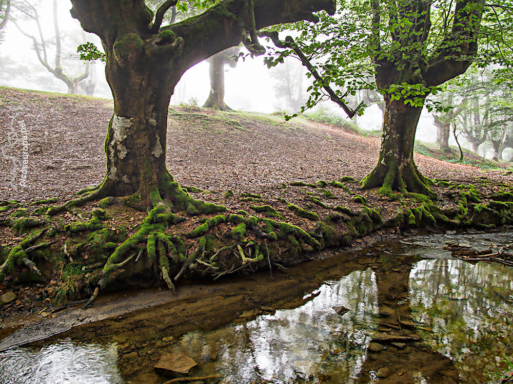 Foto: Bosque Hayedo de Otzarreta, Parque Natural del Gorbeia, Puerto de Barazar, Pais Vasco