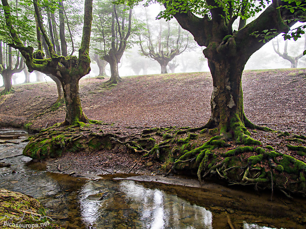 Foto: Bosque Hayedo de Otzarreta, Parque Natural del Gorbeia, Puerto de Barazar, Pais Vasco