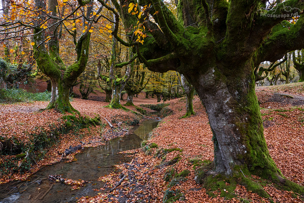 Foto: Bosque Hayedo de Otzarreta, Parque Natural del Gorbeia, Puerto de Barazar, Pais Vasco