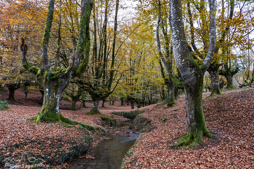 Foto: Bosque Hayedo de Otzarreta, Parque Natural del Gorbeia, Puerto de Barazar, Pais Vasco