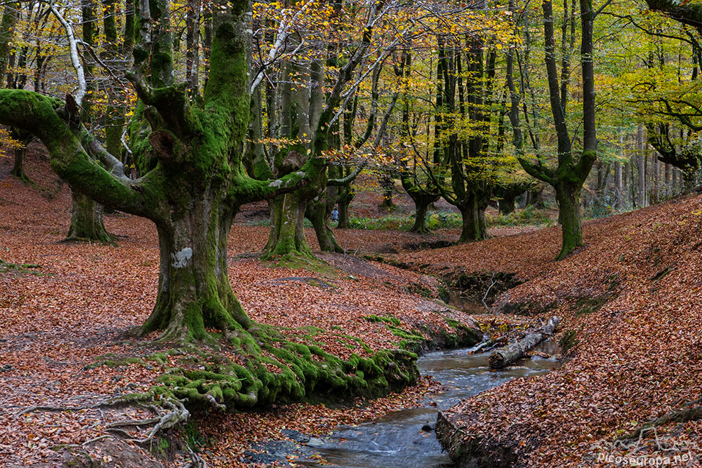 Fotos y Rutas: Bosque de Otzarreta, Parque Natural del Gorbeia, Pais Vasco