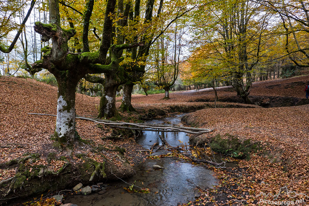 Foto: Bosque Hayedo de Otzarreta, Parque Natural del Gorbeia, Puerto de Barazar, Pais Vasco