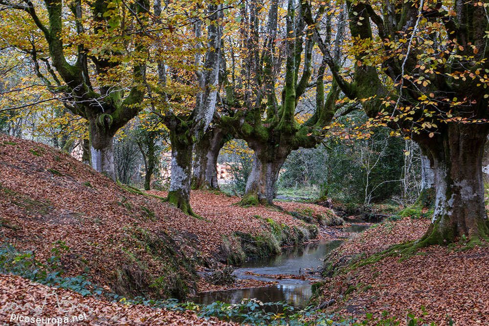 Foto: Bosque Hayedo de Otzarreta, Parque Natural del Gorbeia, Puerto de Barazar, Pais Vasco