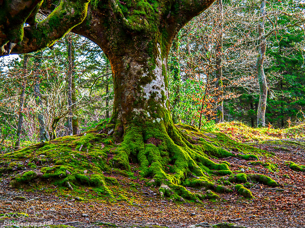 Foto: Bosque Hayedo de Otzarreta, Parque Natural del Gorbeia, Puerto de Barazar, Pais Vasco