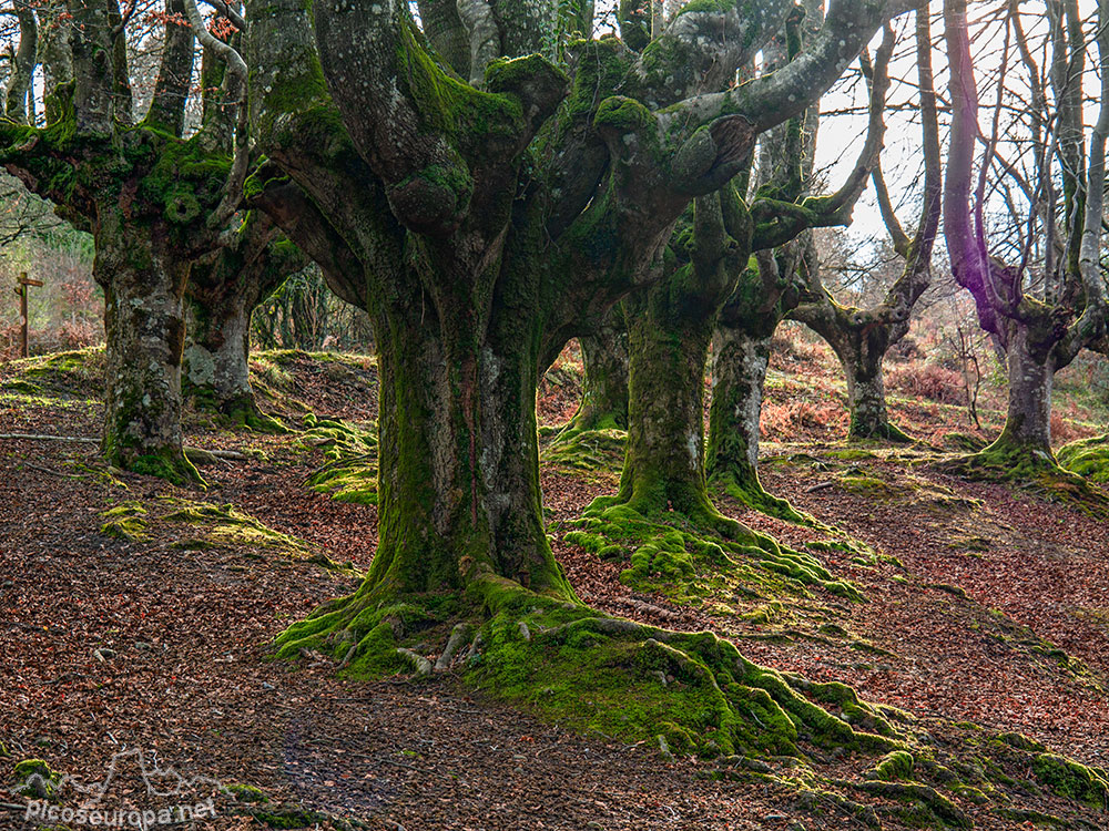 Foto: Bosque Hayedo de Otzarreta, Parque Natural del Gorbeia, Puerto de Barazar, Pais Vasco