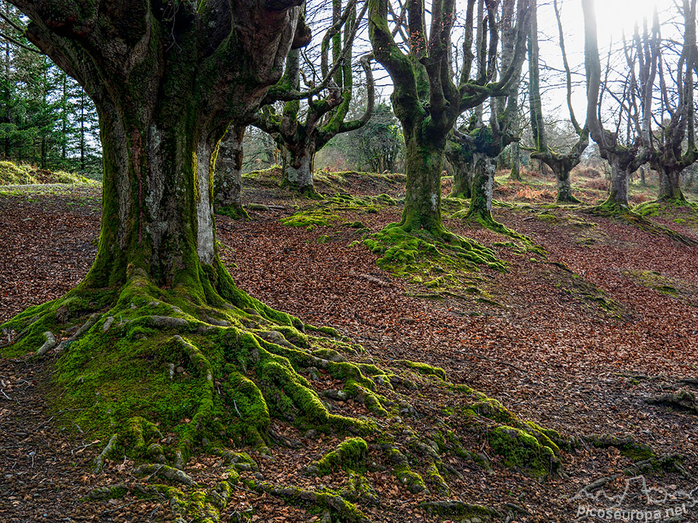 Foto: Bosque Hayedo de Otzarreta, Parque Natural del Gorbeia, Puerto de Barazar, Pais Vasco