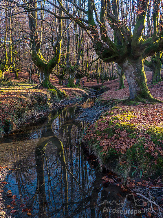 Foto: Bosque Hayedo de Otzarreta, Parque Natural del Gorbeia, Puerto de Barazar, Pais Vasco