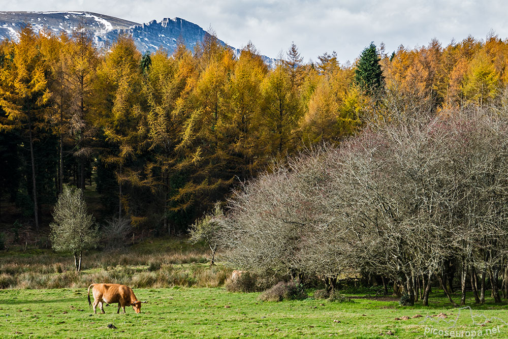 Foto: Los bosque que rodean el bosque Hayedo de Otzarreta, Parque Natural del Gorbeia, Puerto de Barazar, Pais Vasco