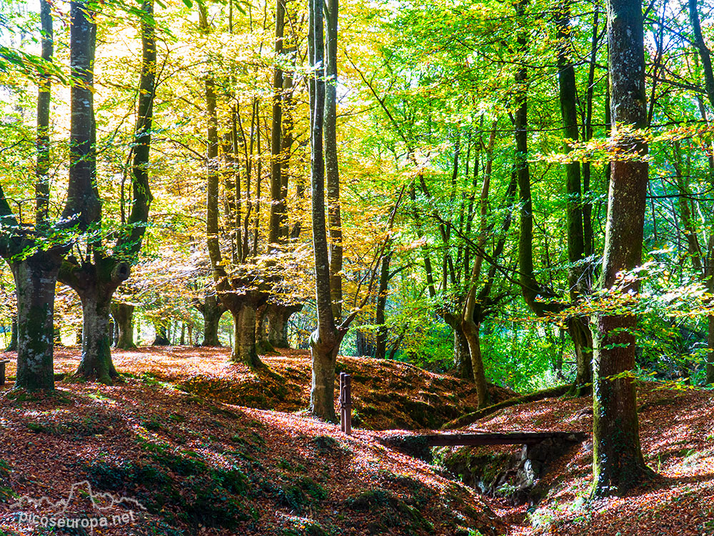 Foto: Bosque de Presazelai, Otaxandio, Bizkaia, Pais Vasco