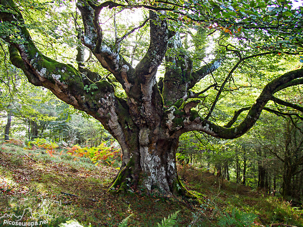 Foto: Bosque del monte Siskino, hayedos monumentales, Macizo del Gorbeia, Pais Vasco.