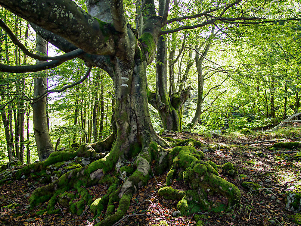 Foto: Hayedo de Monte Siskino, Macizo del Gorbeia, Pais Vasco