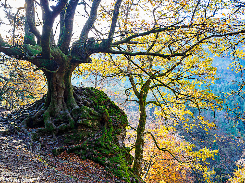 Cascada y Bosque de Uguna, Saldropo, Puerto de Barazar, Pais Vasco