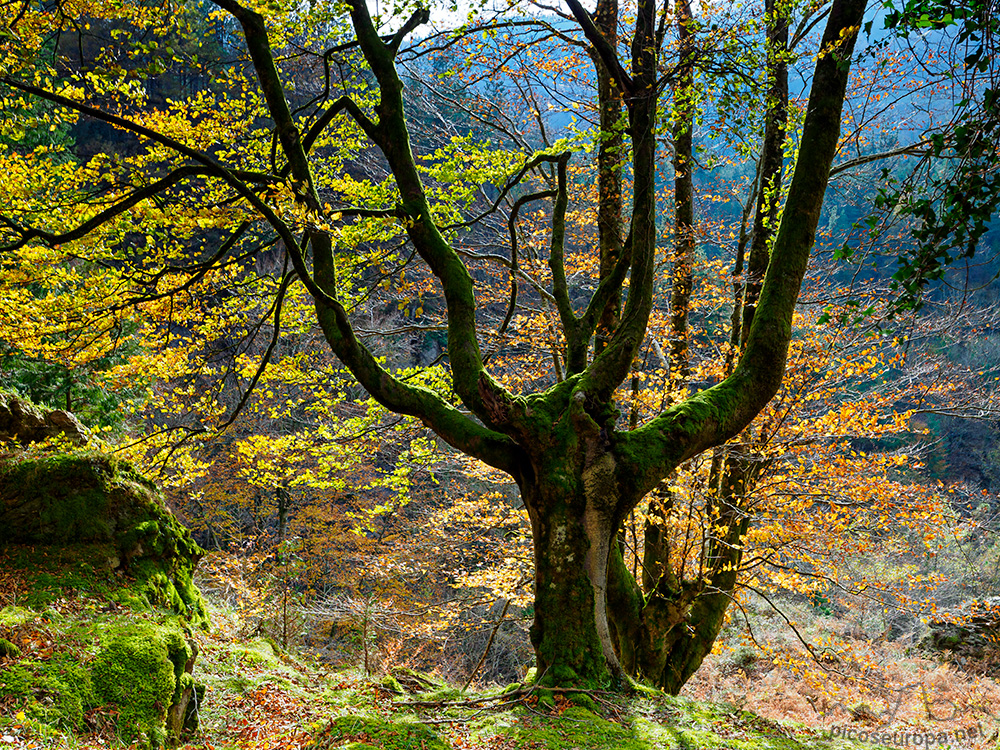 Cascada y Bosque de Uguna, Saldropo, Puerto de Barazar, Pais Vasco