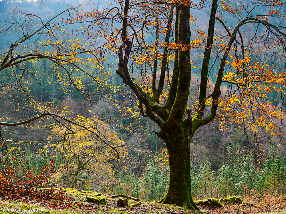 Cascada y Bosque de Uguna, Saldropo, Puerto de Barazar, Pais Vasco