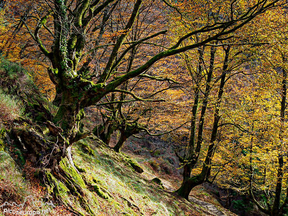 Cascada y Bosque de Uguna, Saldropo, Puerto de Barazar, Pais Vasco