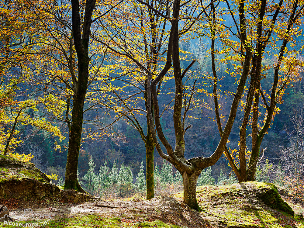 Cascada y Bosque de Uguna, Saldropo, Puerto de Barazar, Pais Vasco