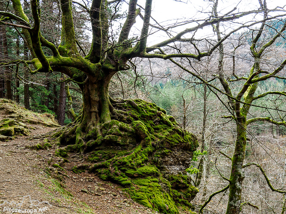 Cascada y Bosque de Uguna, Saldropo, Puerto de Barazar, Pais Vasco