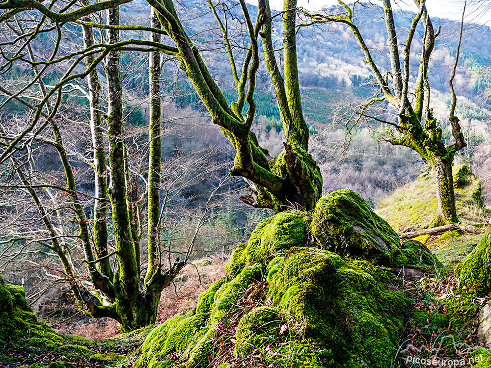 Cascada y Bosque de Uguna, Saldropo, Puerto de Barazar, Pais Vasco