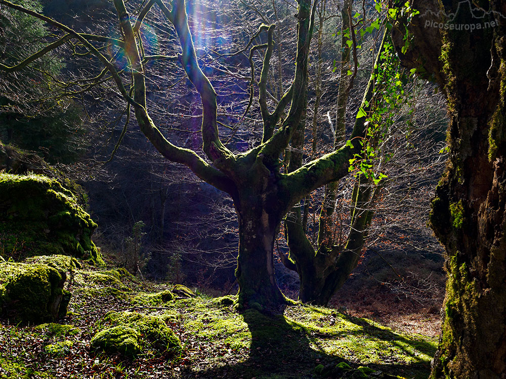 Cascada y Bosque de Uguna, Saldropo, Puerto de Barazar, Pais Vasco