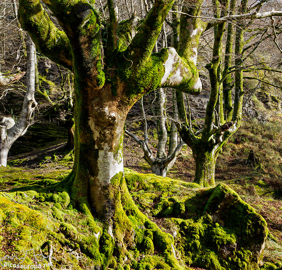 Cascada y Bosque de Uguna, Saldropo, Puerto de Barazar, Pais Vasco