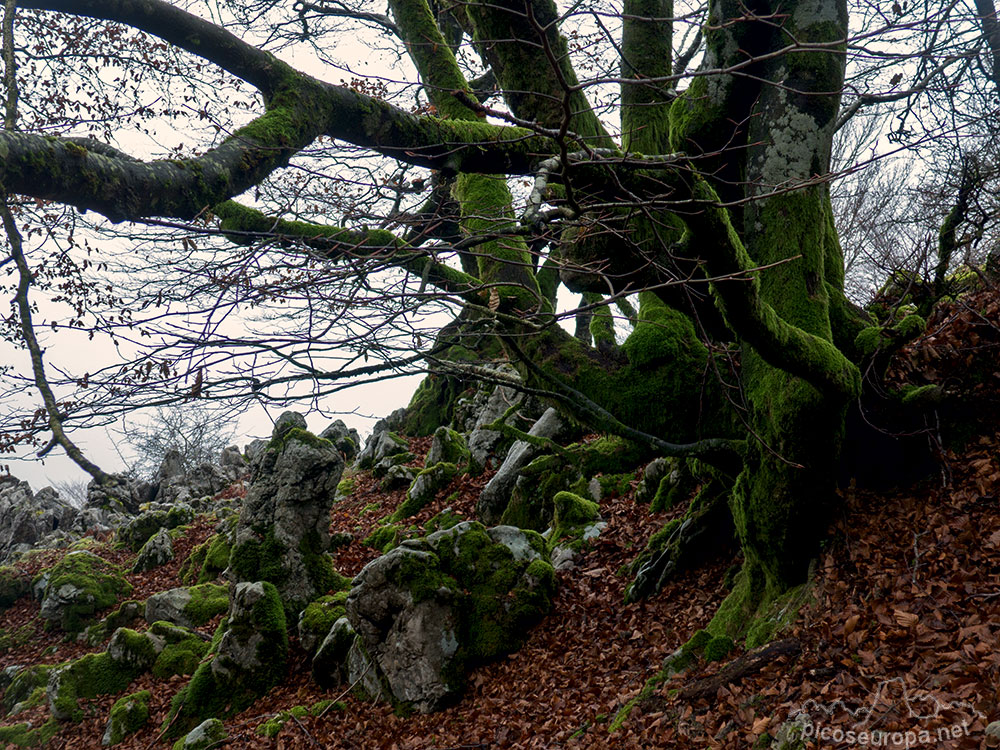 Fotos, Rutas y Track: Bosque de Leungane, Parque Natural de Urkiola, Pais Vasco