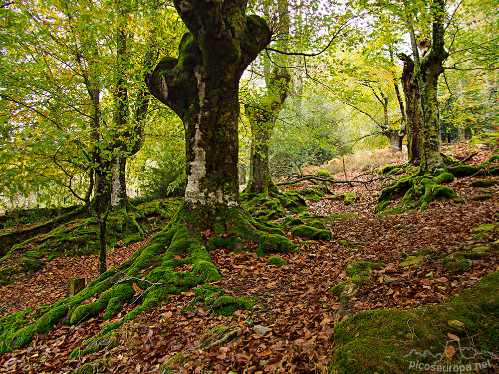 Foto: En el precioso bosque que atraviesa la calzada que une el barrio de Mekoleta con la población de Otxandio. Pais Vasco.