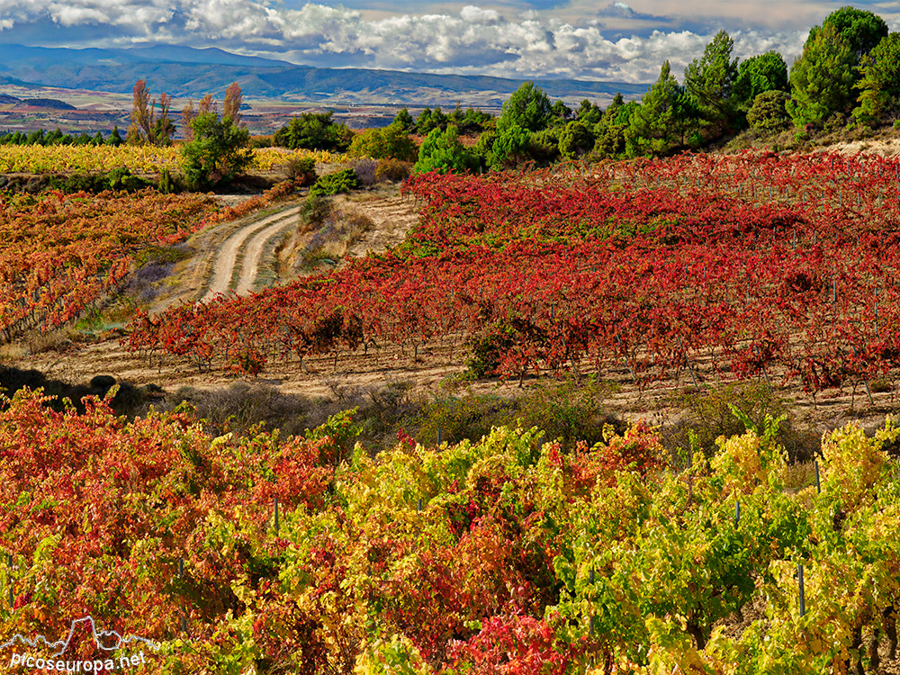 Foto: Otoño en la Rioja Alavesa, Pais Vasco.