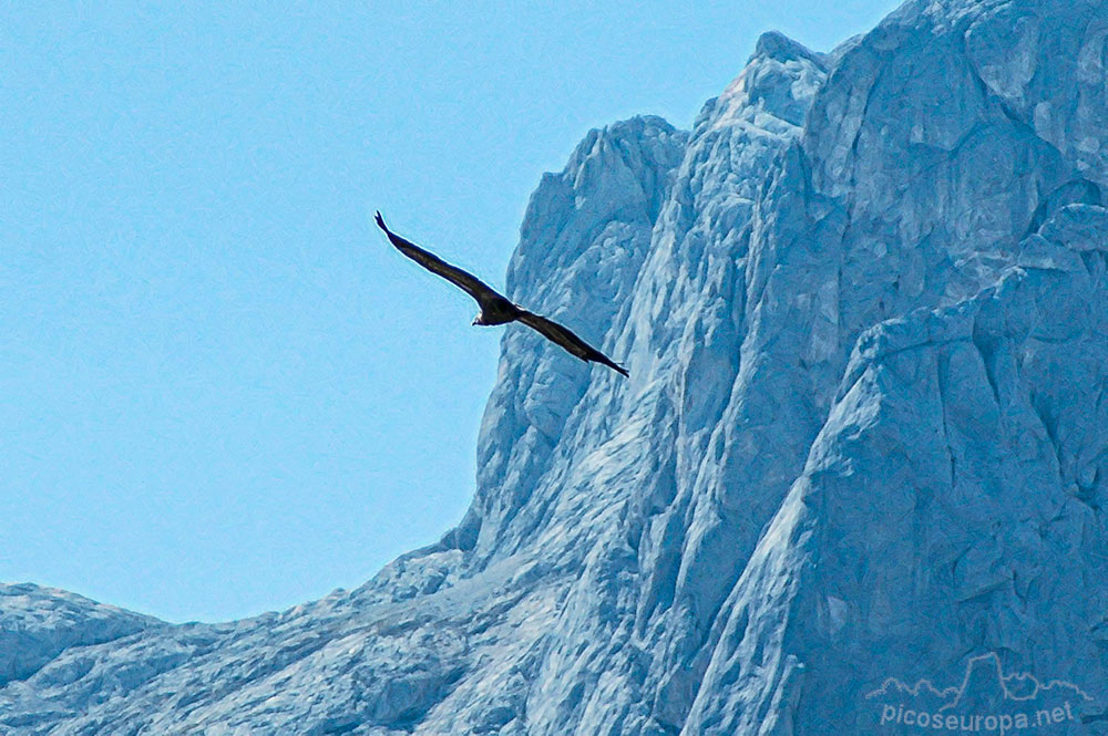 Buitres sobrevolando Picos de Europa