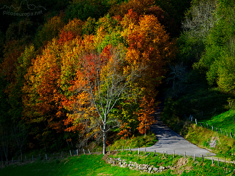 Foto: Un recodo de la pista asfaltada que desde Argolibio sube a Collao Sebarella, Asturias