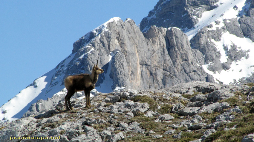 Macizo Central de Picos de Europa desde la Vega de Ario, Parque Nacional de Picos de Europa, Asturias