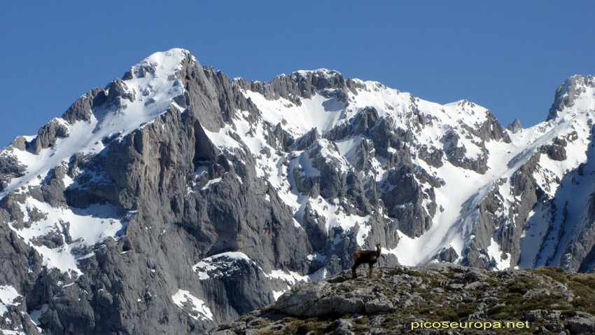 Picos Albo del Macizo Central desde Vaga de Ario en el Macizo Occidental, Cornion, Picos de Europa, Parque Nacional, Asturias