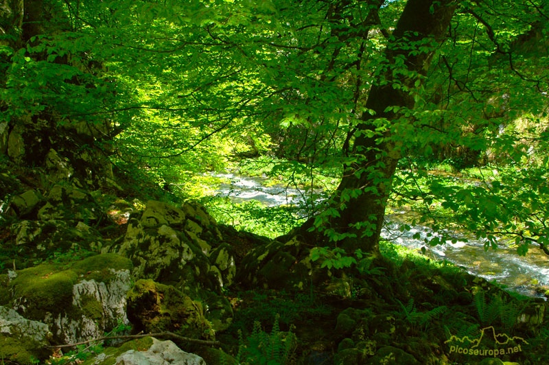 Rio Casaño, Cornion, Picos de Europa, Parque Nacional, Asturias