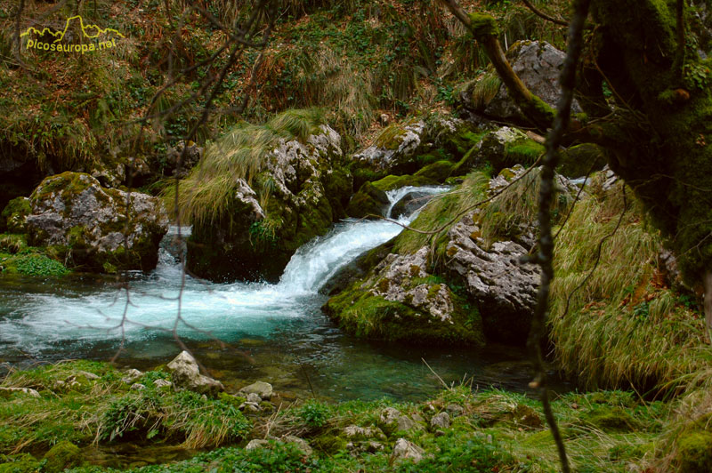 Hoyo la Madre, Cornion, Picos de Europa, Parque Nacional, Asturias