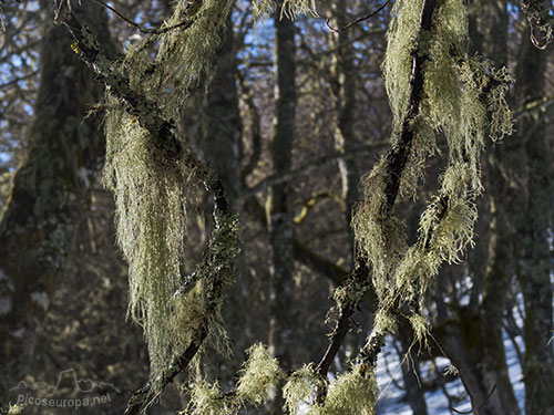 El bosque en invierno, camino del Pico Jario, Sajambre, Picos de Europa, León