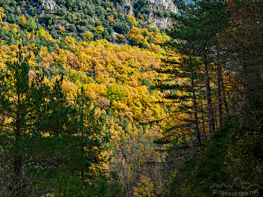 Foto: Otoño en el Desfiladero del río Bellos, Ordesa, Pirineos de Huesca, Aragón