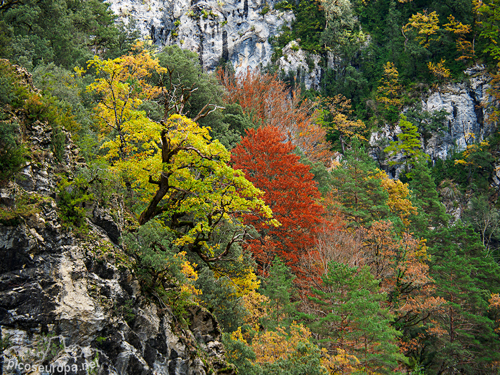 Foto: Otoño en el Desfiladero del río Bellos, Ordesa, Pirineos de Huesca, Aragón