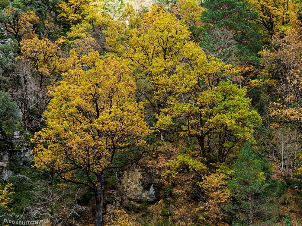 Foto: Otoño en el Desfiladero del río Bellos, Ordesa, Pirineos de Huesca, Aragón