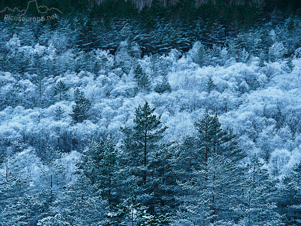 El Valle de Pineta en invierno, Pirineos de Huesca, Aragon, Parque Nacional de Ordesa y Monte Perdido