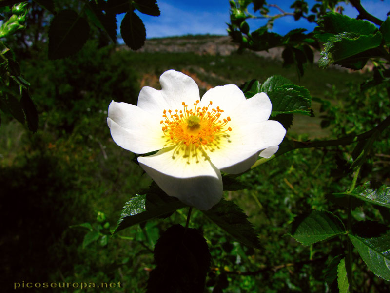 Prados y Flores junto al rio Noguera Ribagorzana