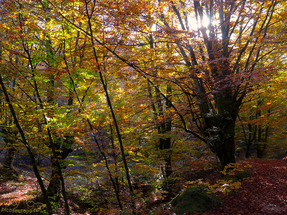 Bosques en el embalse de Urrunaga, Alava, Pais Vasco