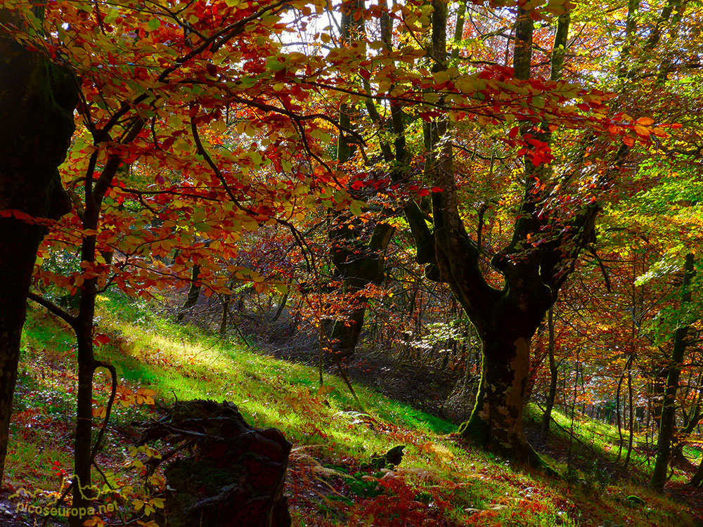 Bosques en el embalse de Urrunaga, Alava, Pais Vasco