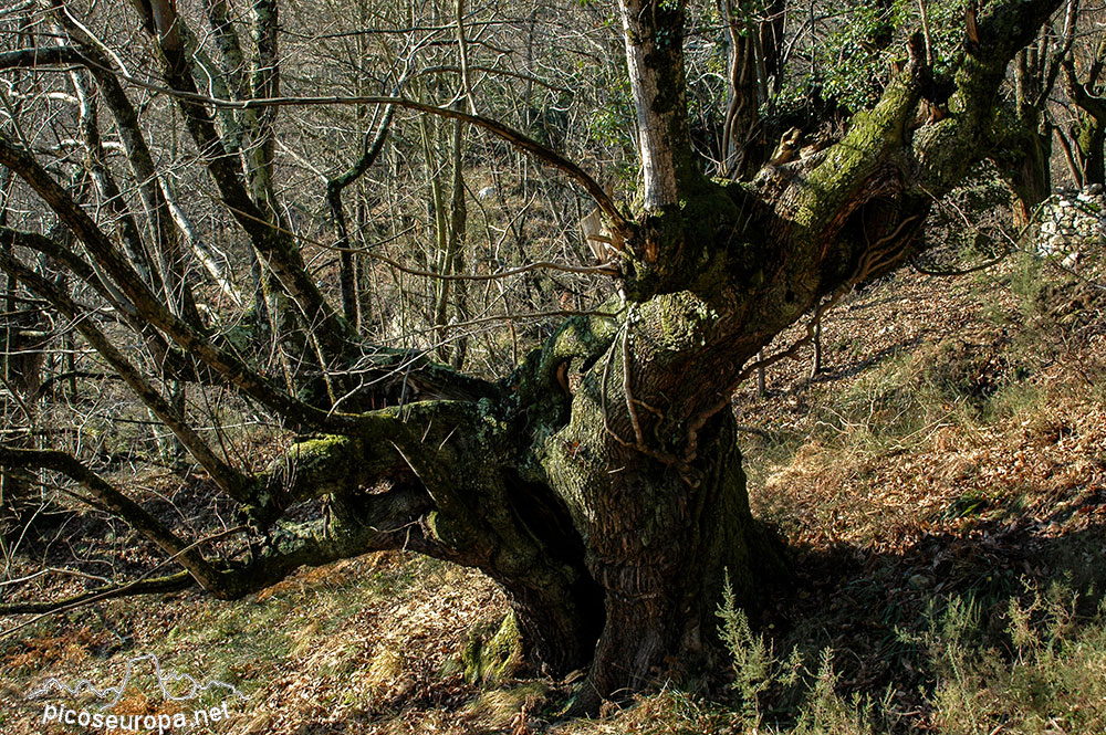 Un paseo desde Arangas, Cabrales, Asturias