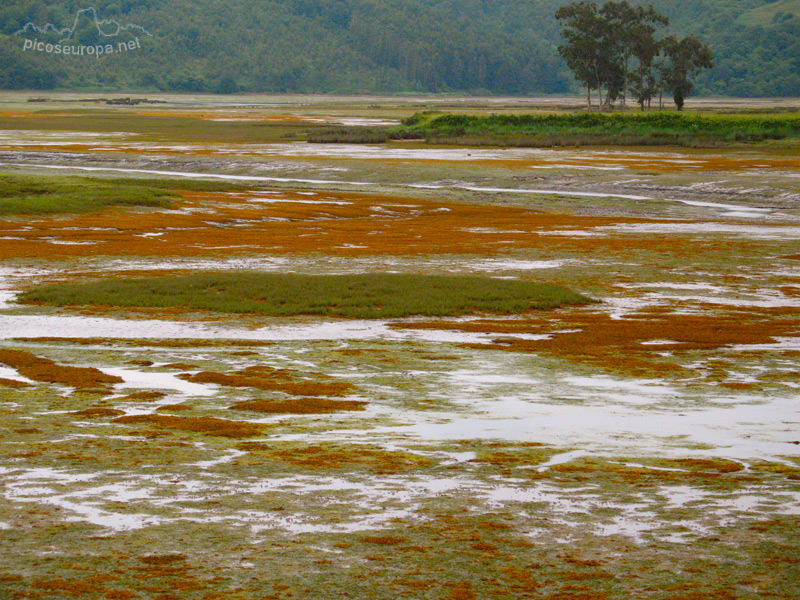 Foto: Los colores de las marismas de San Vicente de la Barquera, Cantabria