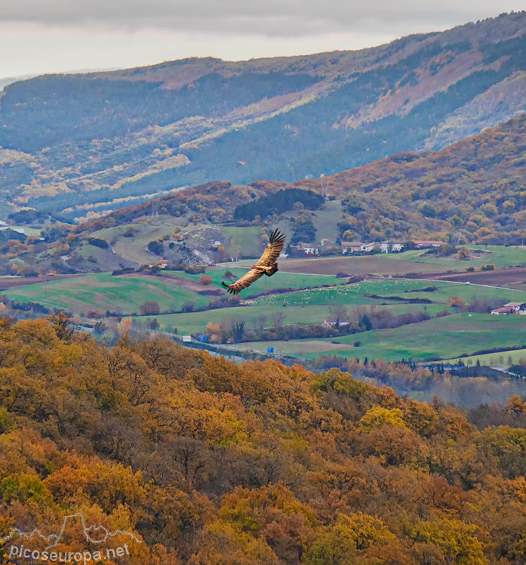 Foto: Buitres sobrevolando los bosques que rodean el monasterio de San Miguel de Aralar, Navarra