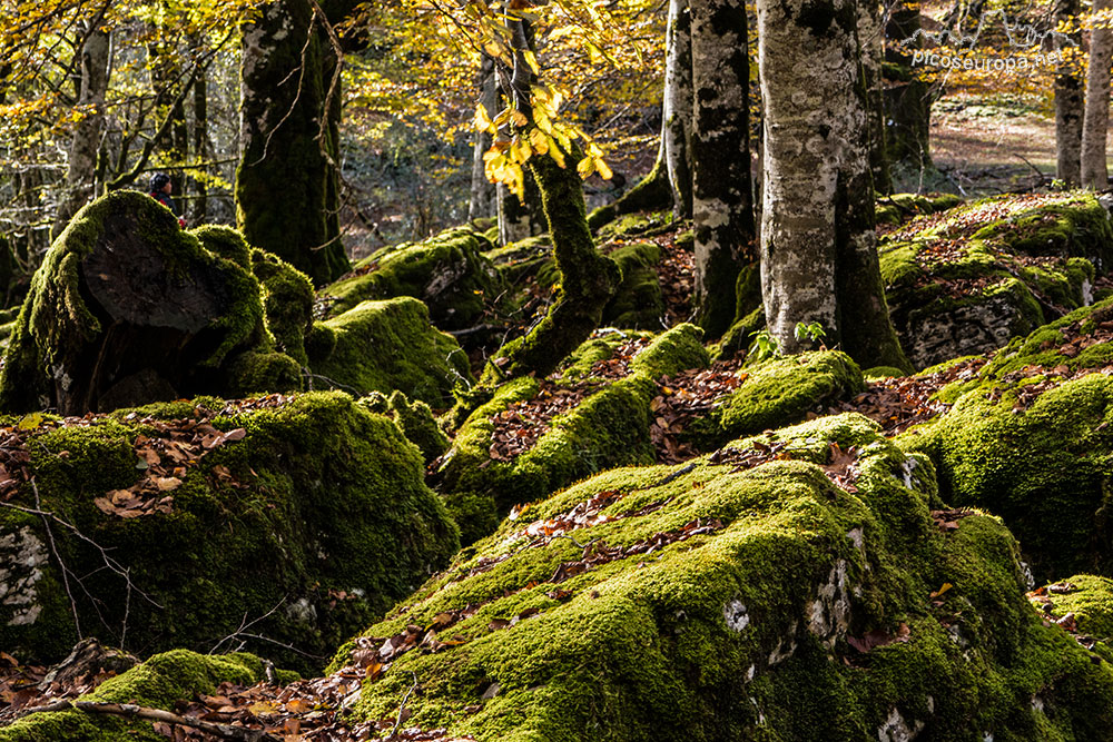 Foto: Parque Natural de Urbasa, Navarra